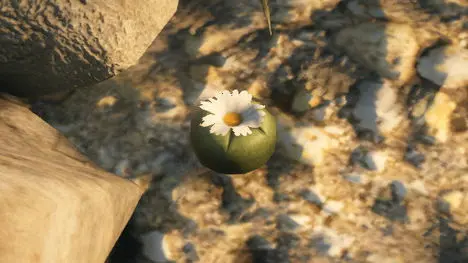 Peyote Plants