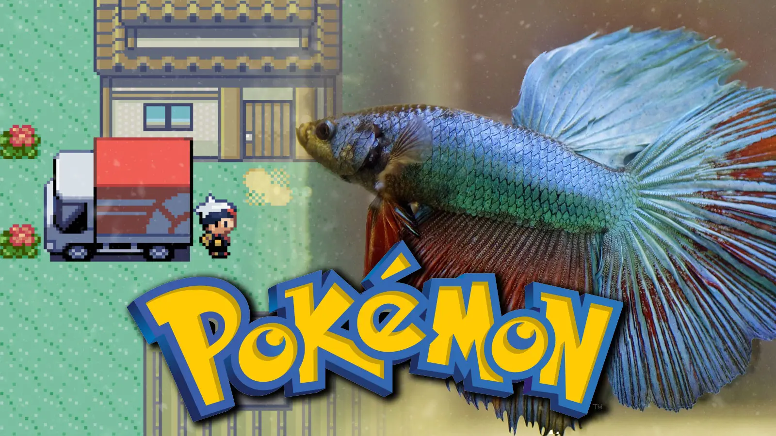 pet fish pokemon ruby