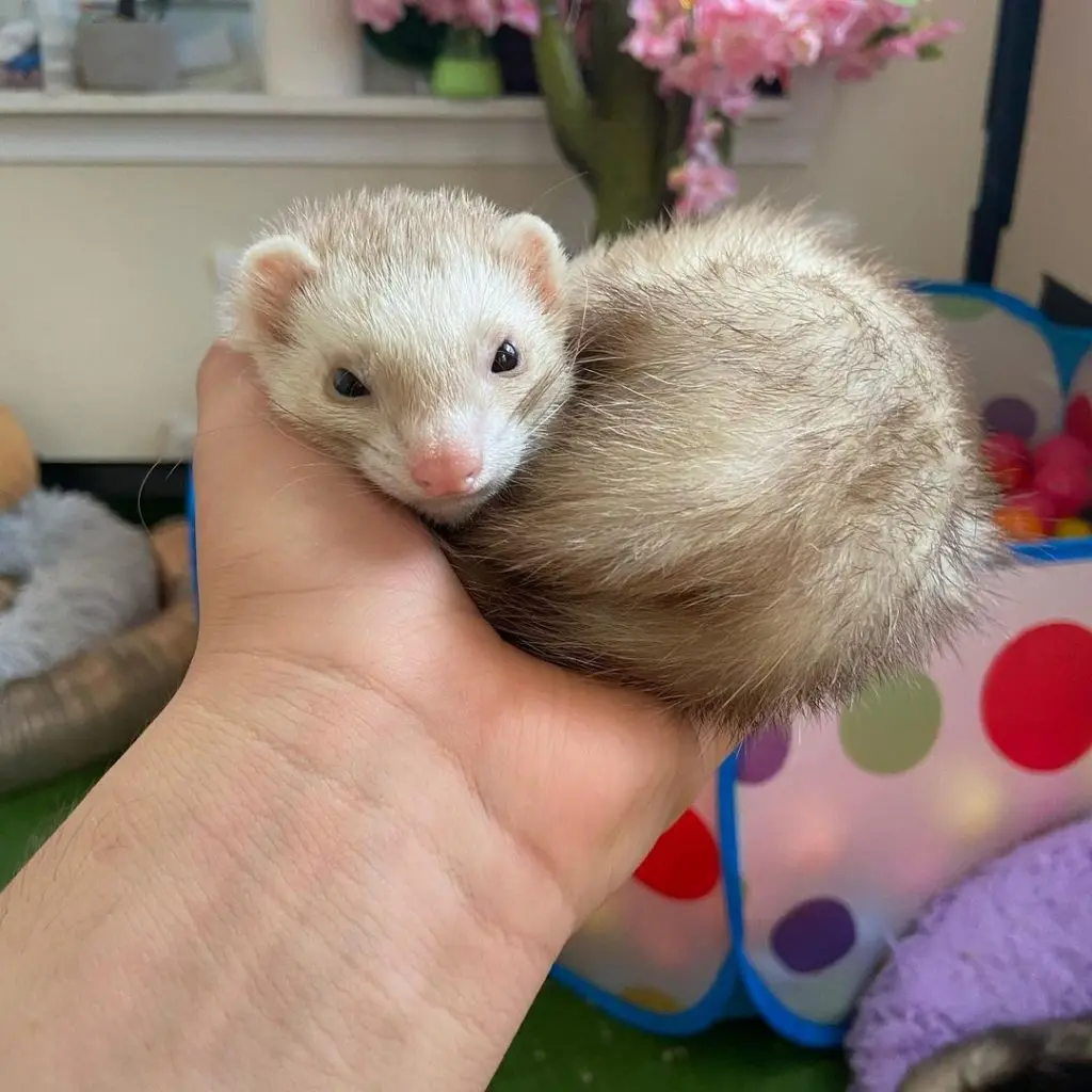 Matilda Ferret tiktok floofnoodles