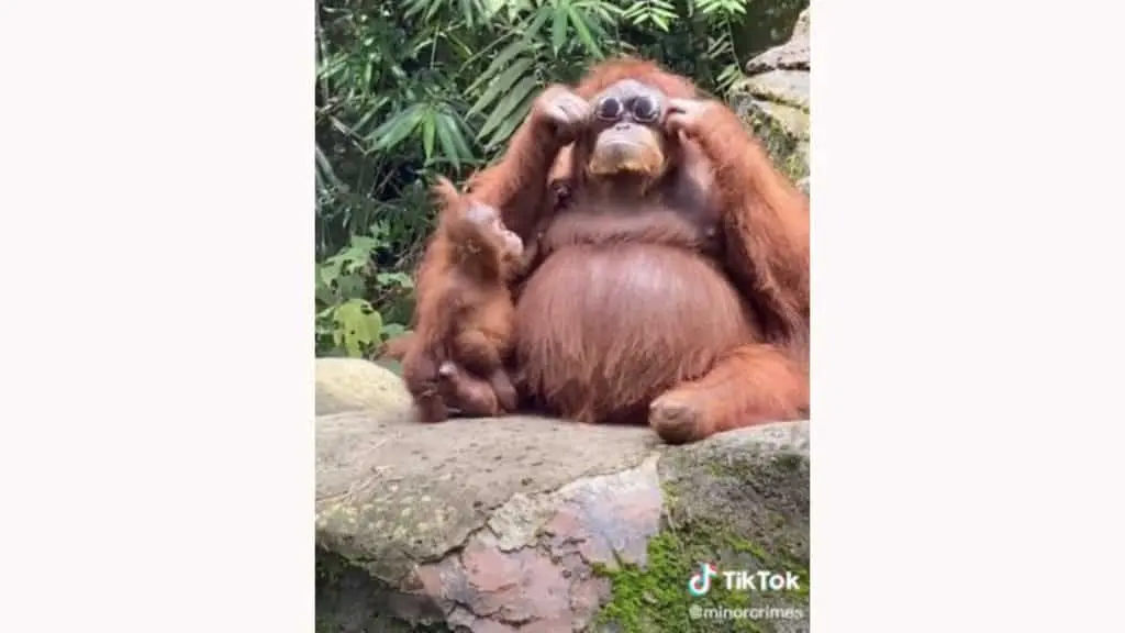 Orangutan