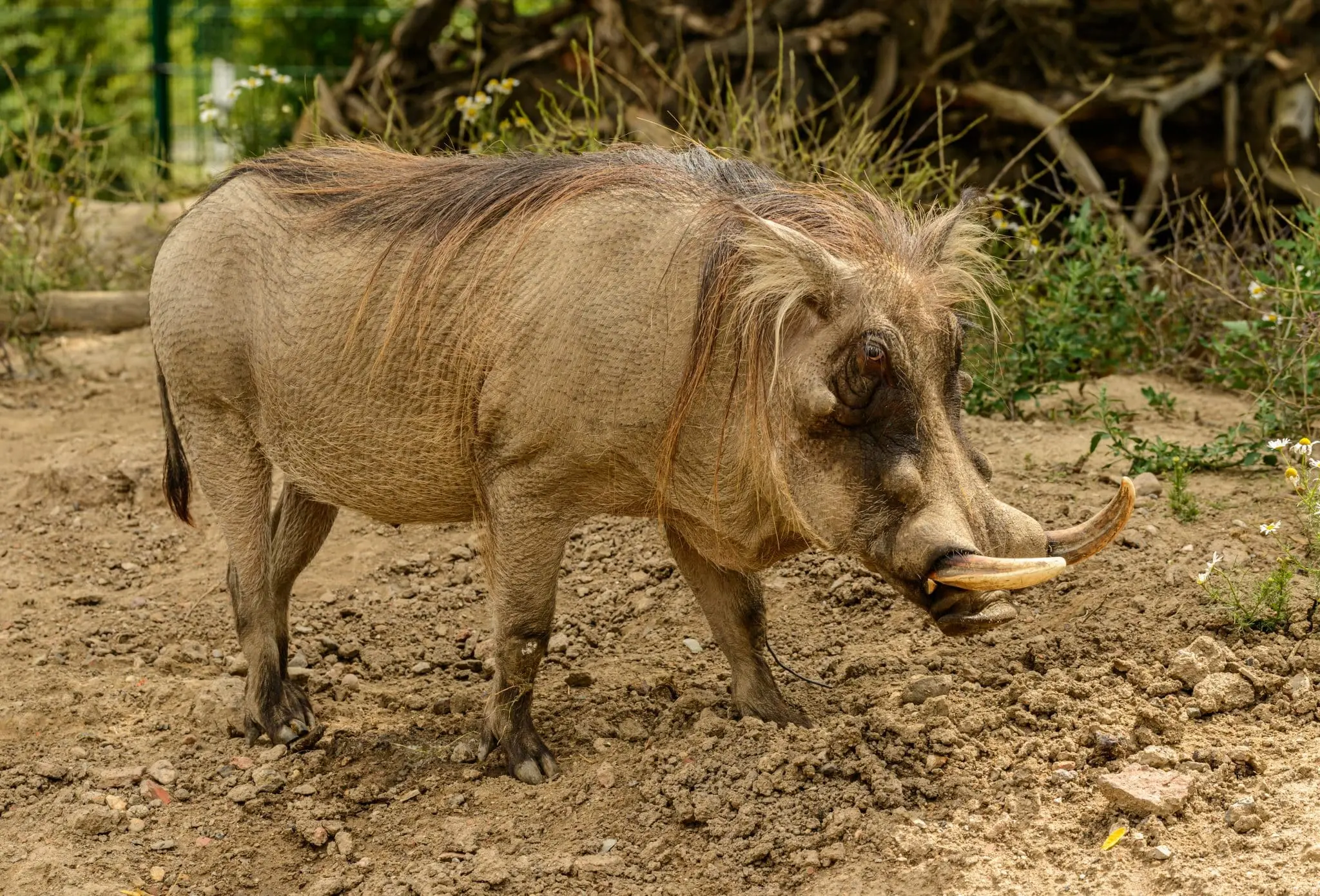 Warthog goes viral on Twitter Pumba