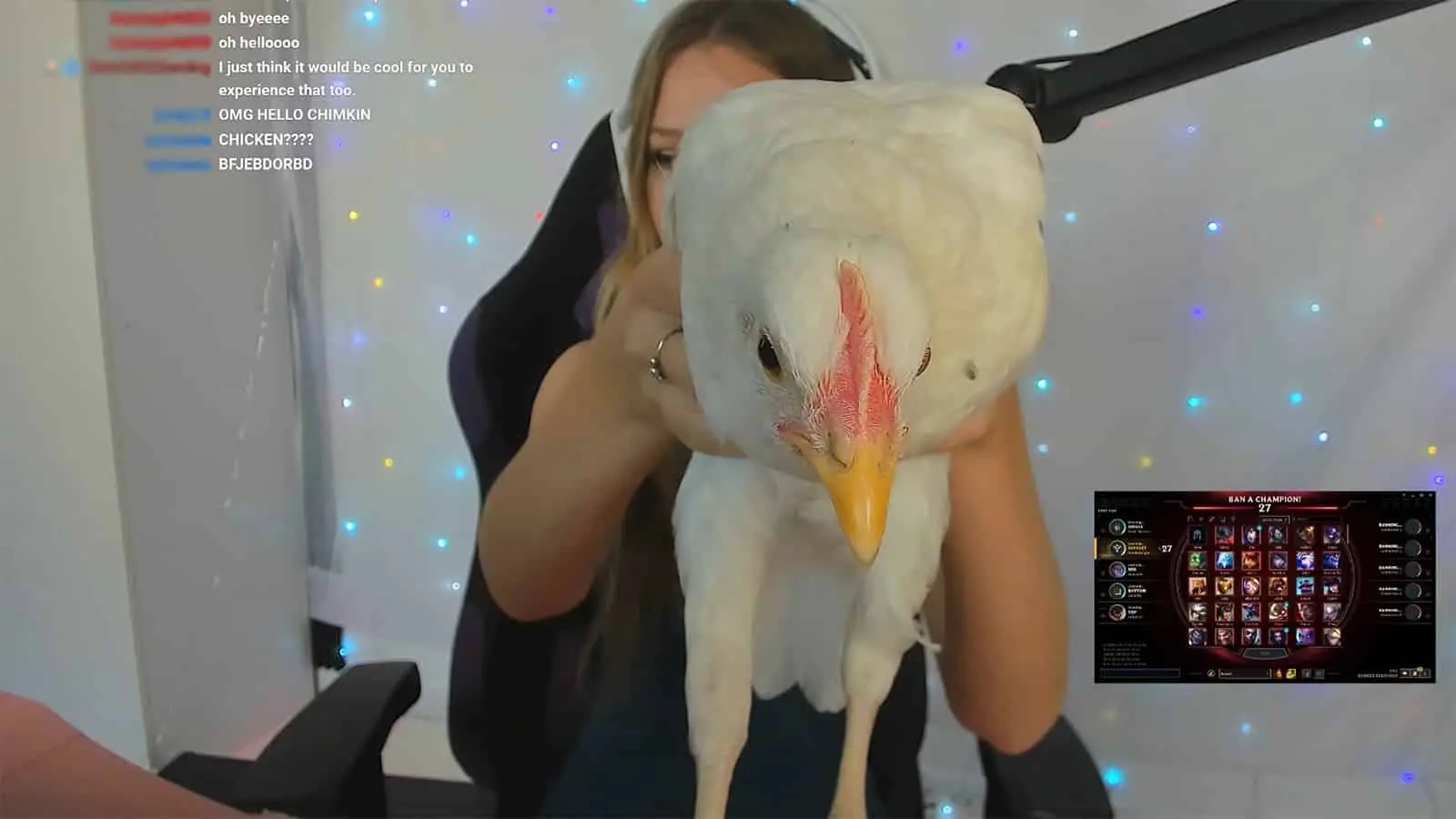 Diddly Twitch chicken