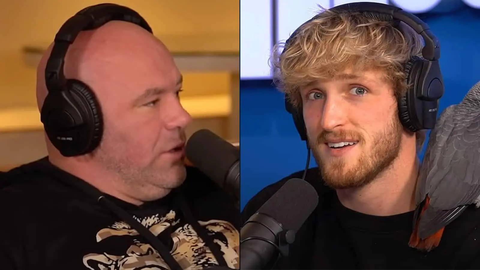 dana white logan paul