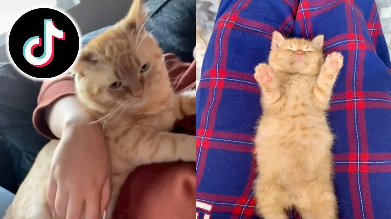 Two cats next to the TikTok logo