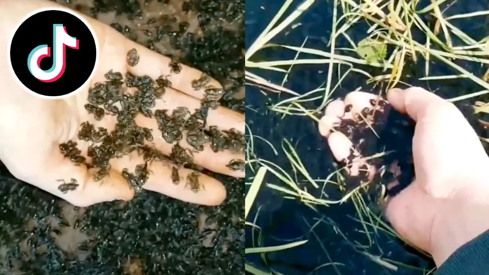 TikTok user holding frogs in hand