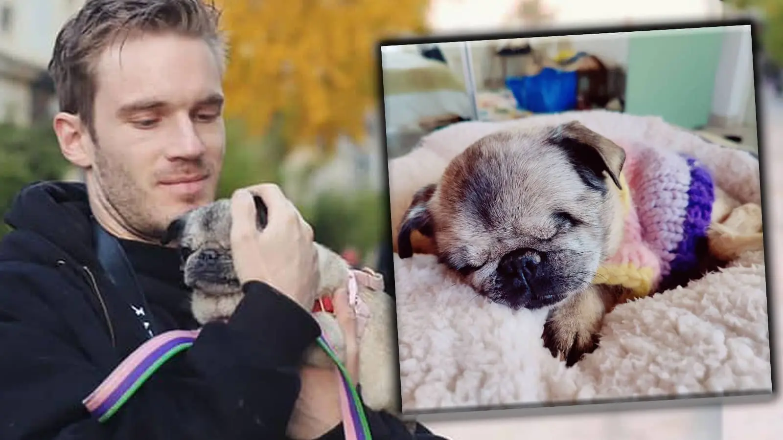 pewdiepie updates fans on maya pug declining health