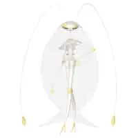 Pheromosa