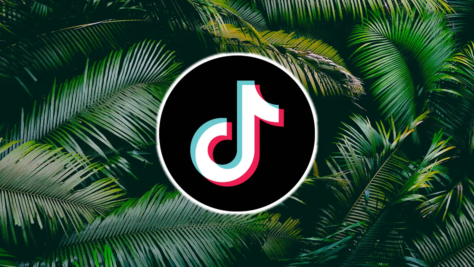 Rainforest with TikTok logo