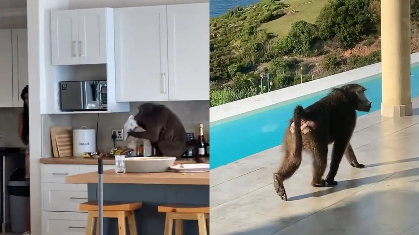 BaboonsStoleFoodAndAlcohol