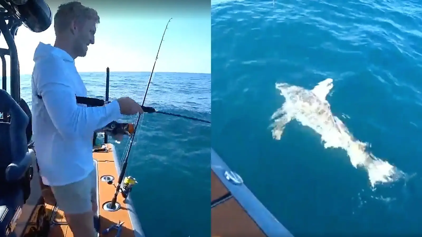 tfue with shark in fishing twitch stream