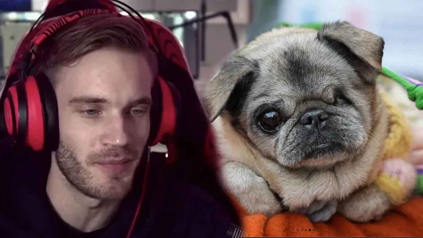 PewDiePie and his pug Maya