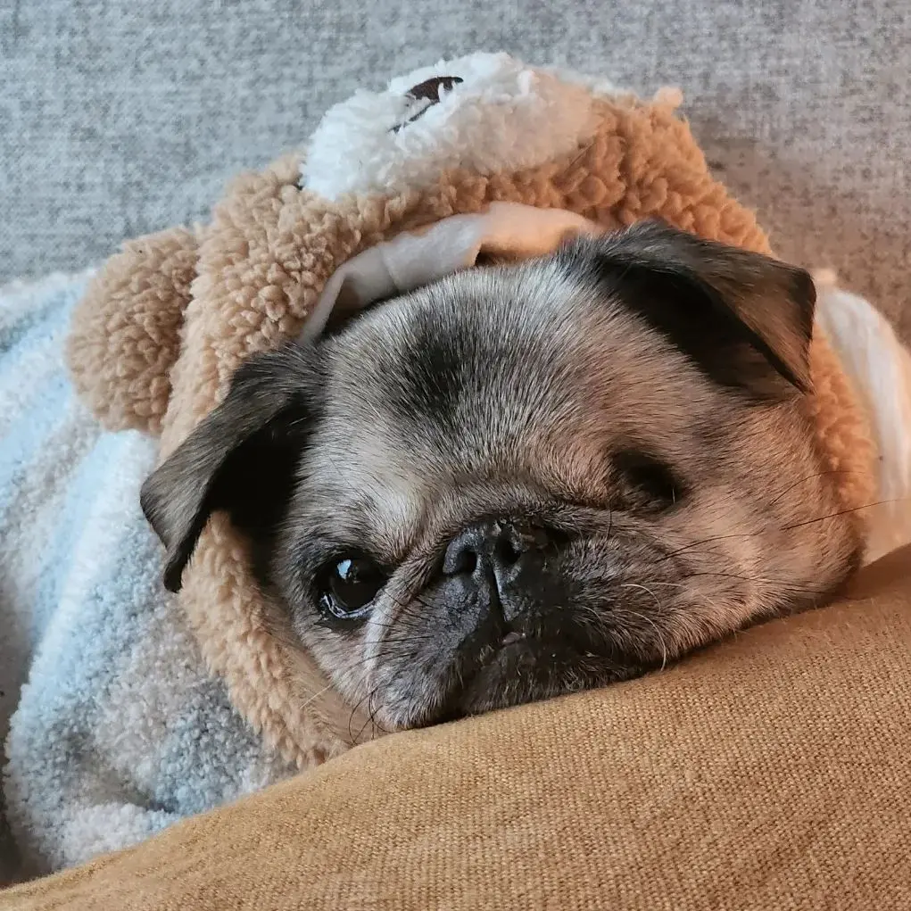 pewdiepie's pug maya passes away at 17