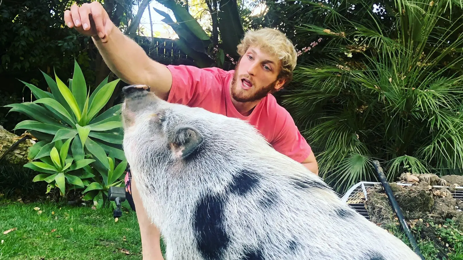 Logan Paul pig header