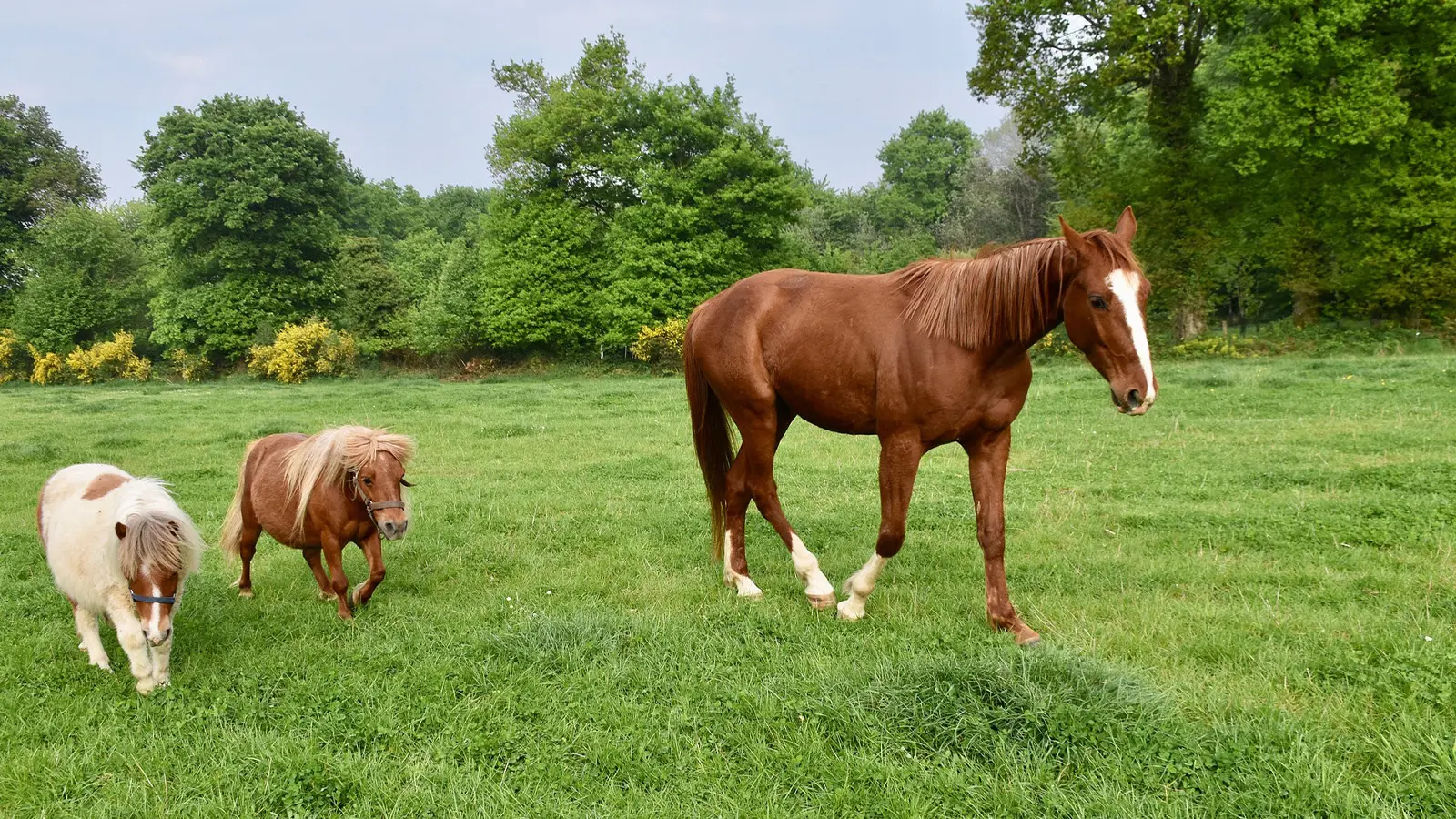 Horses Pixabay Jaclou-DL