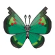 garden vivillon