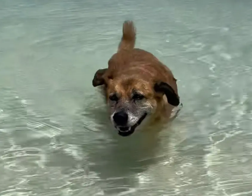 Soldier enjoys his time in Turks and Caicos after leading Airbnb guests to a local beach.