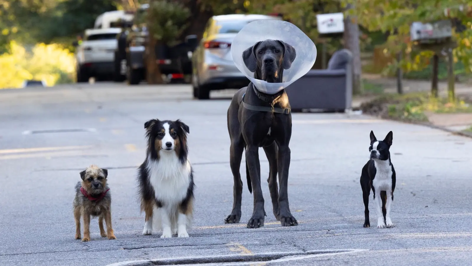 Still of main dogs in Strays movie