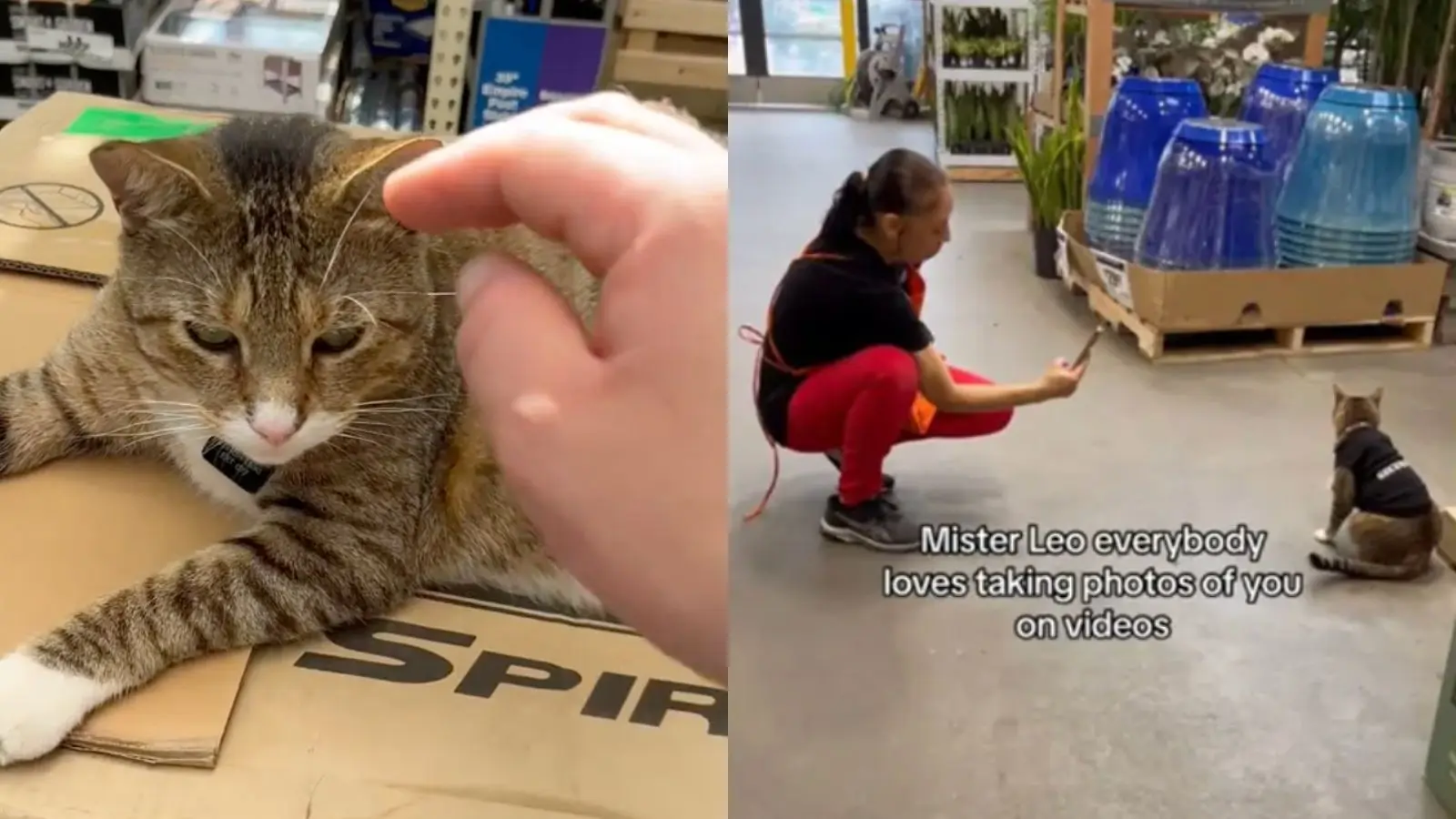 cat living inside a store having photos taken of it