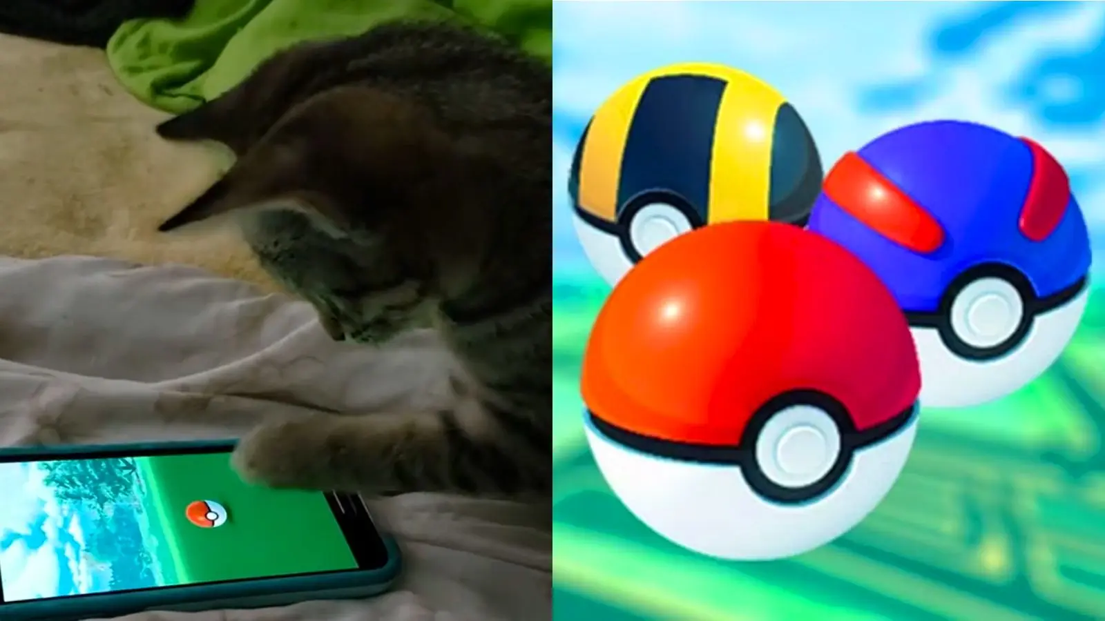 Pokemon Go cat