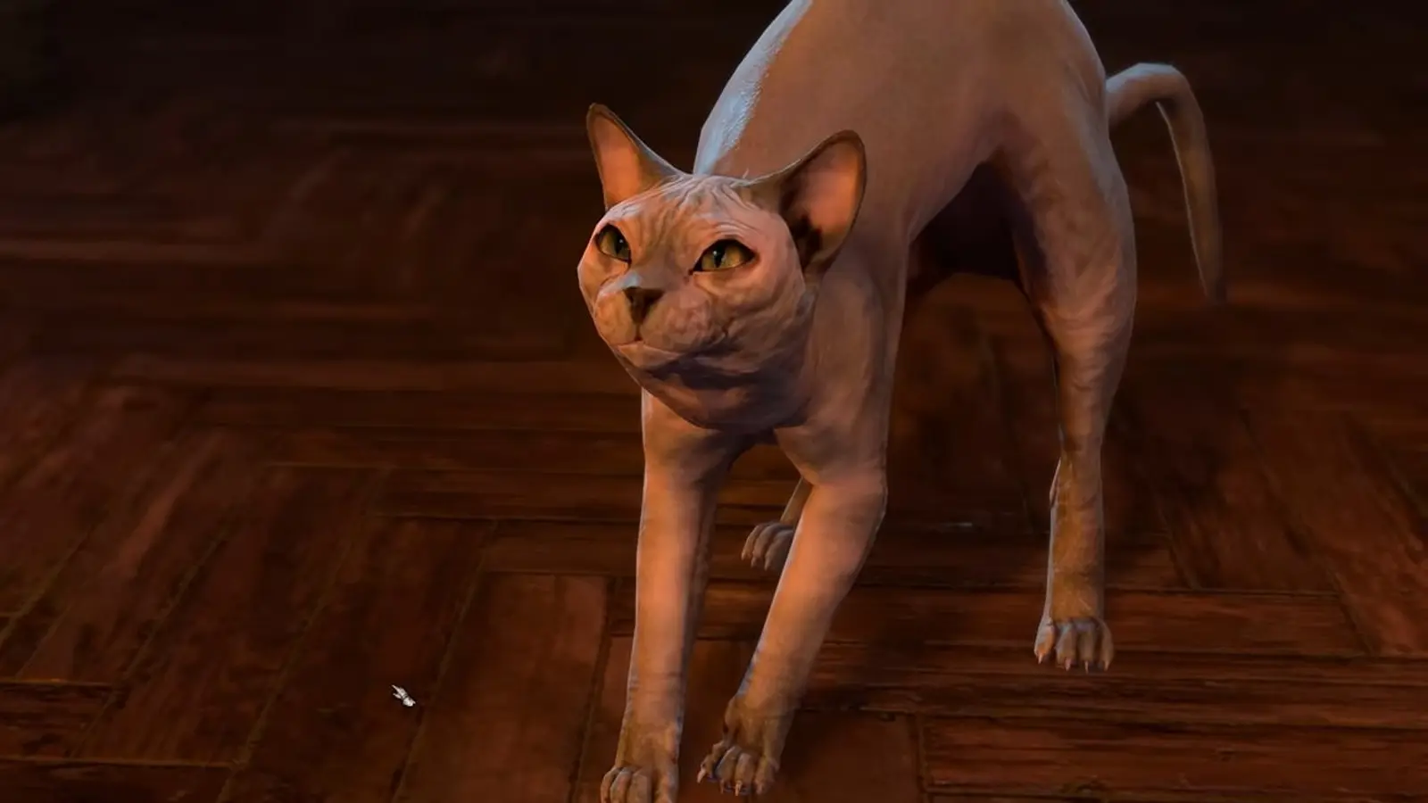 His Majesty the cat from Baldur's Gate 3