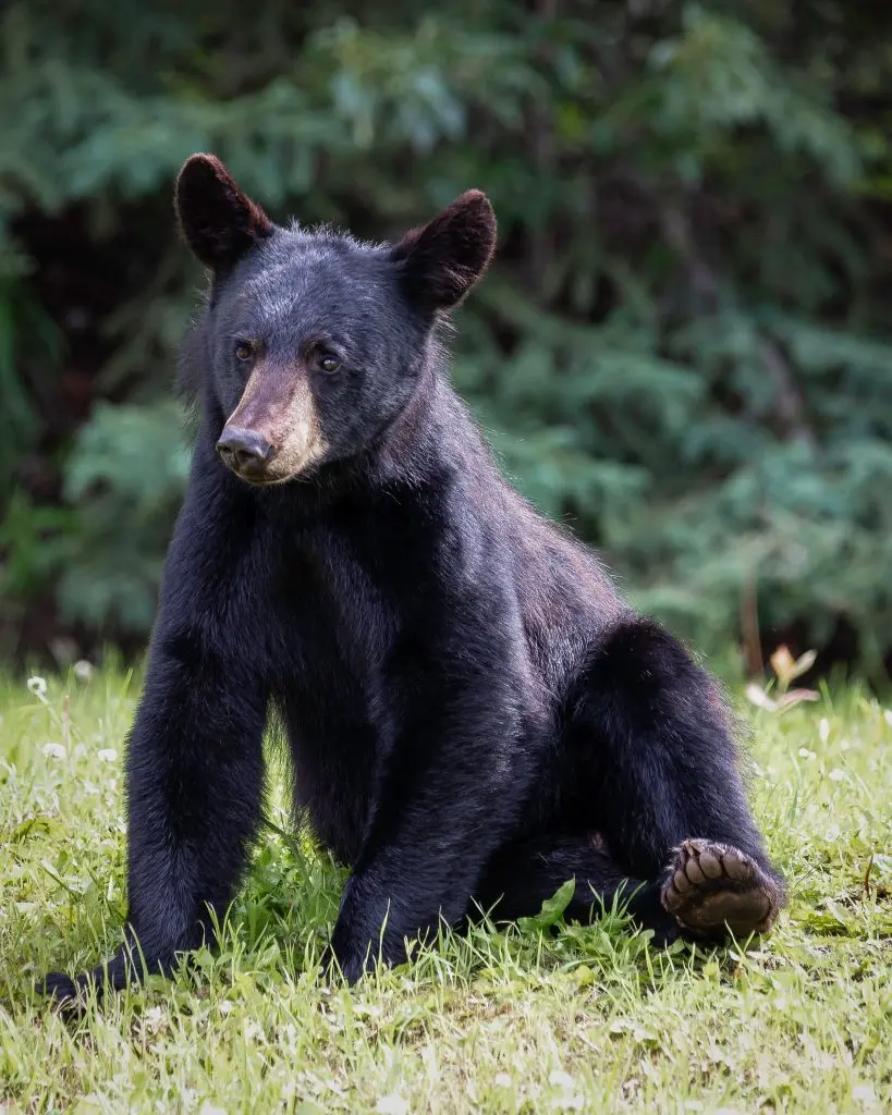 bear-steals-familys-food-order