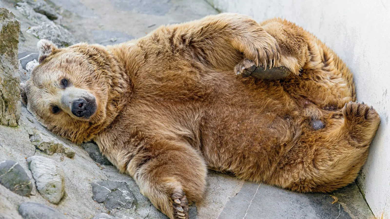 A relaxed bear laying on his back