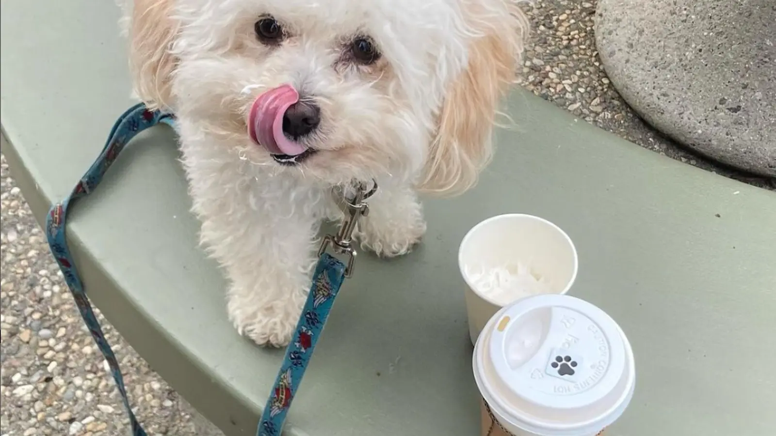 Puppaccino