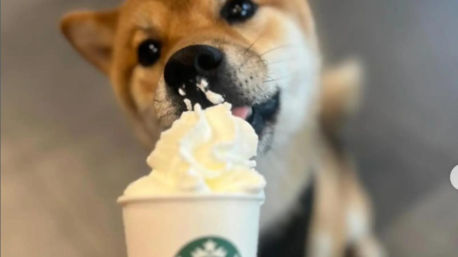 Puppuccino