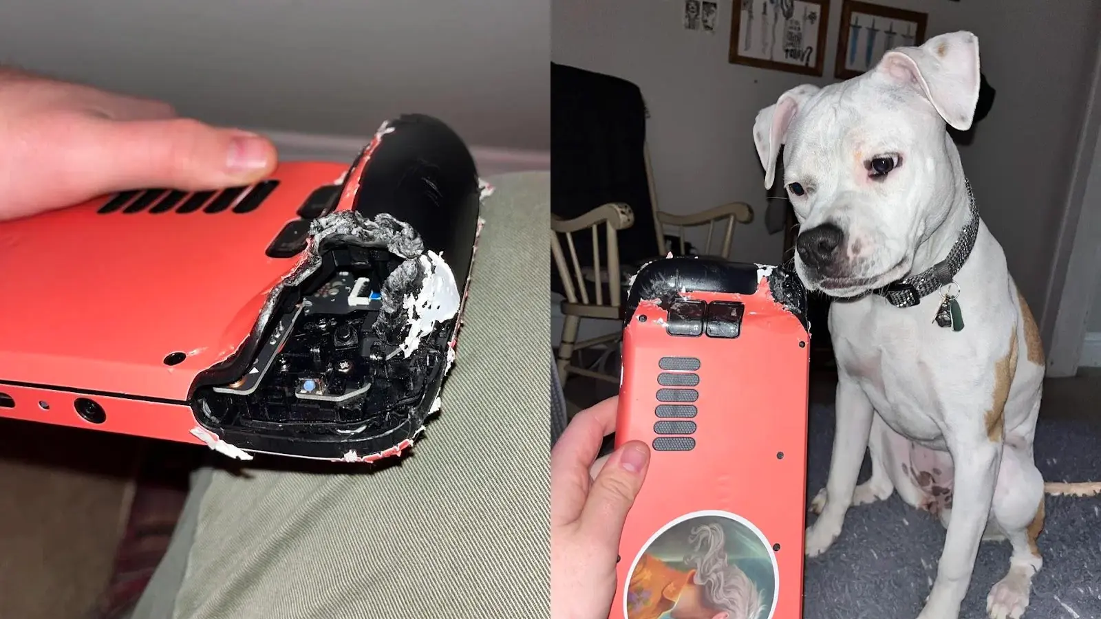 Steam Deck gets demolished by dog