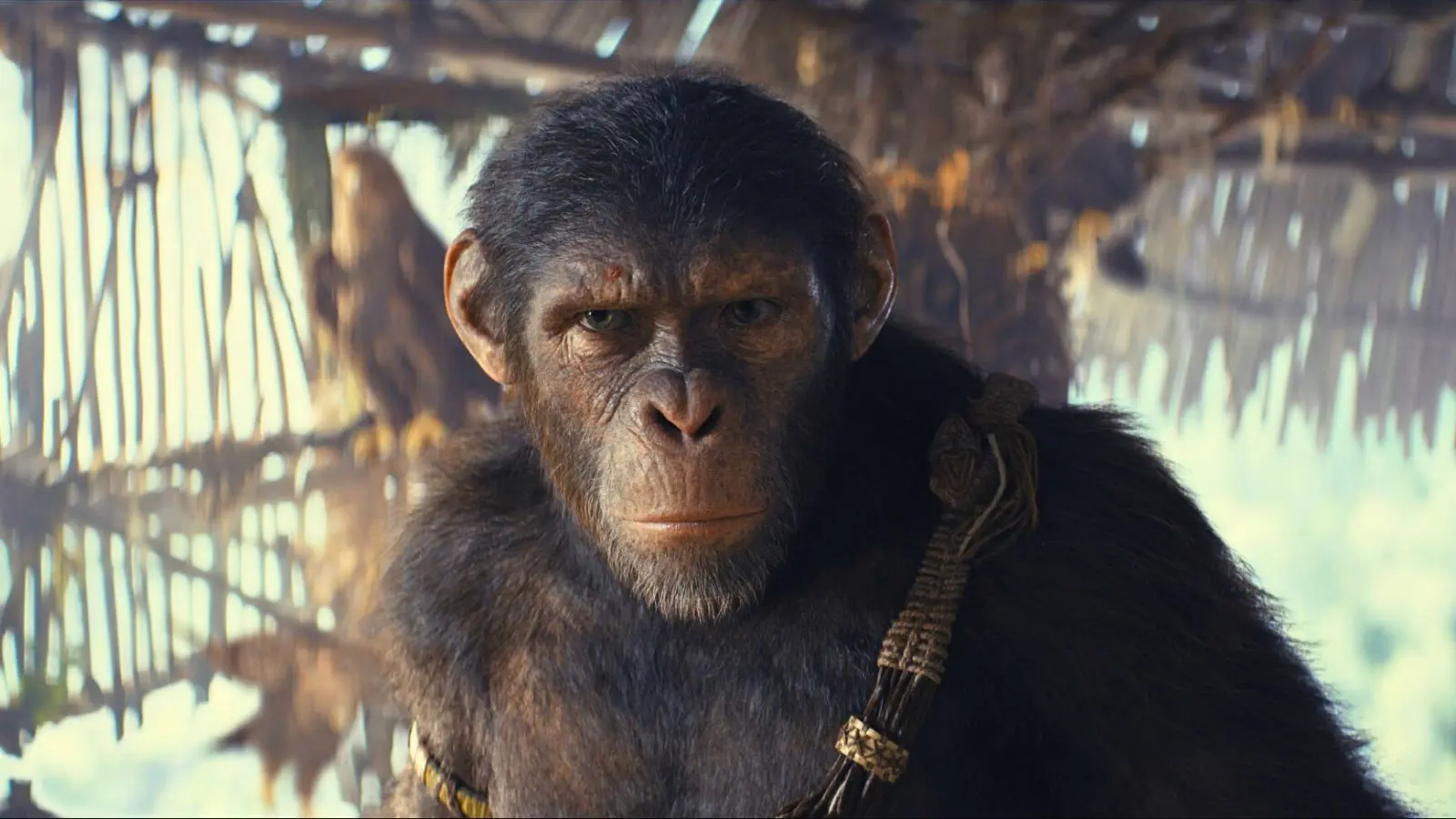 Noa in Kingdom of the Planet of the Apes.