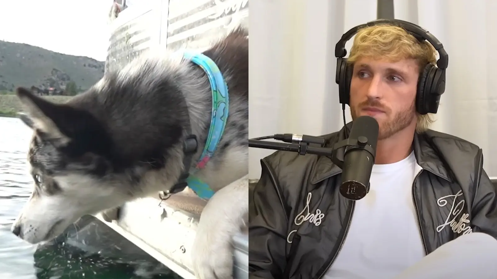 logan paul dog boat video