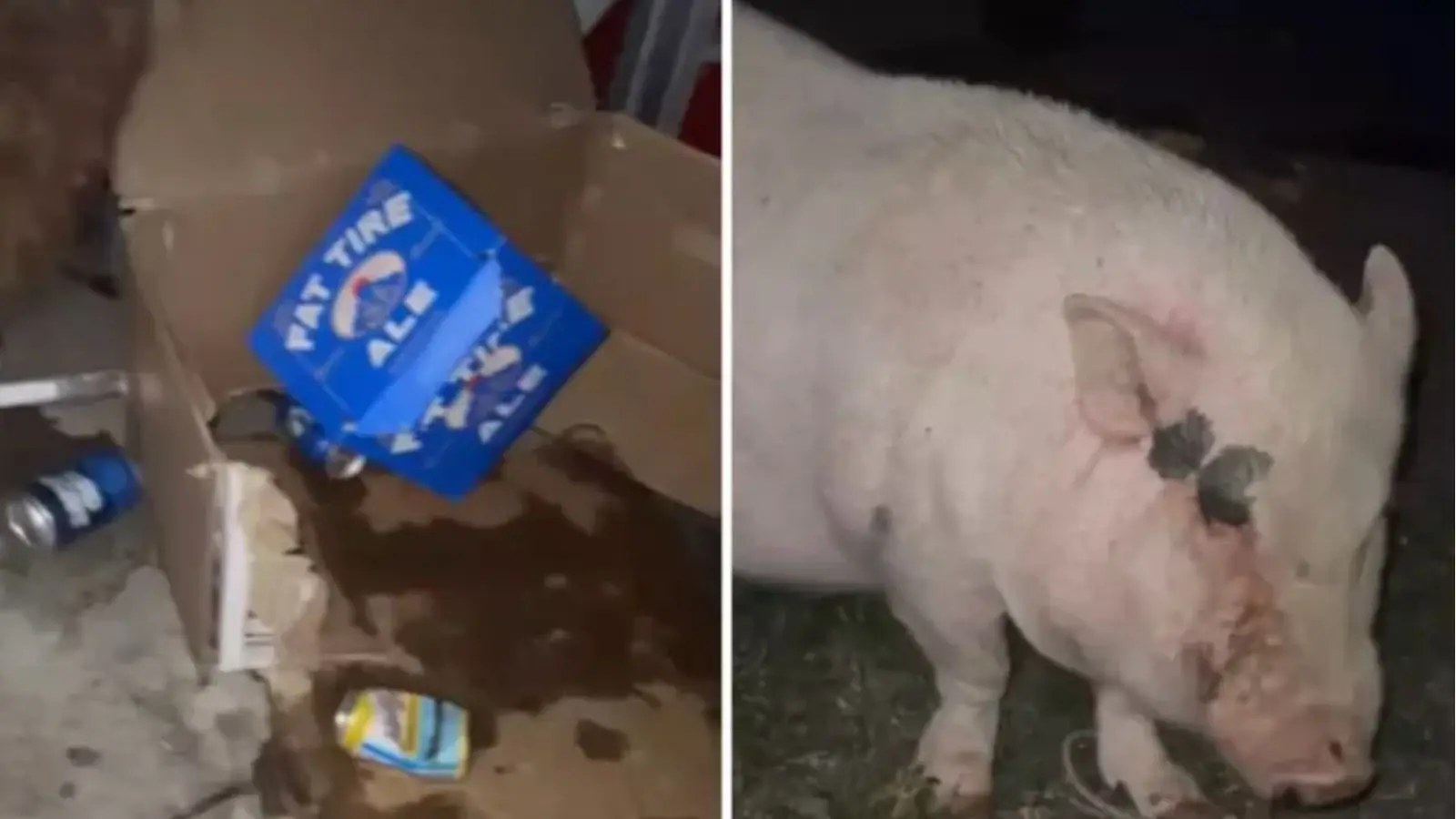 Strawberry the pig went viral after accidentally getting drunk