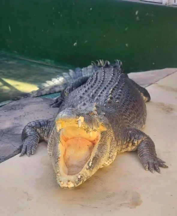 Burt the crocodile with his mouth open.