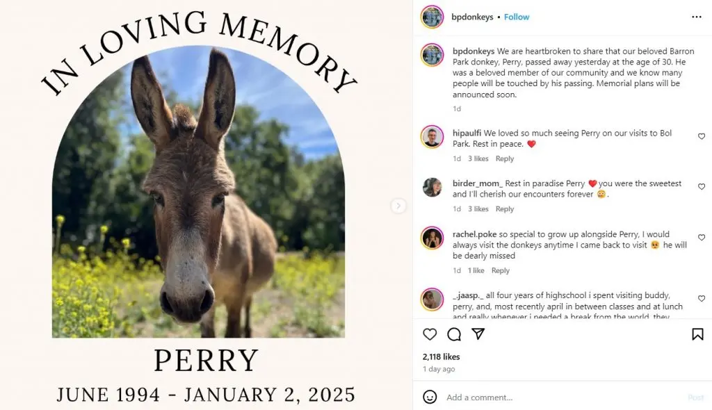 Instagram post about Perry the Donkey