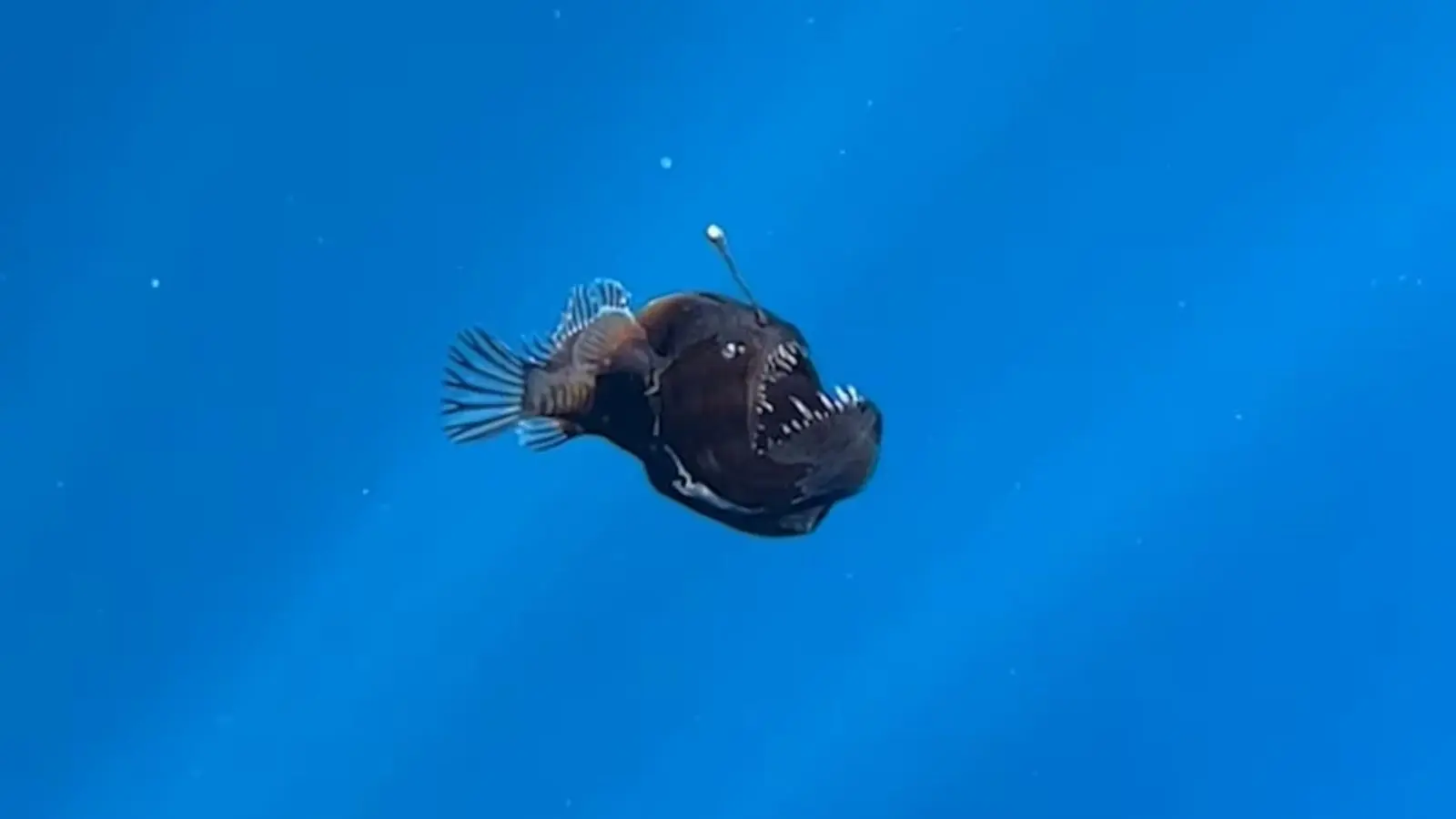 Anglerfish swimming to the surface